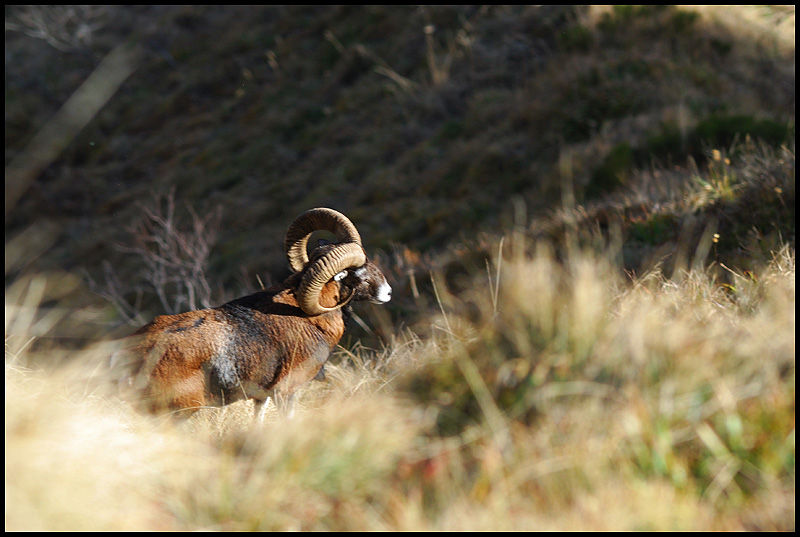 Mouflon (<em>Ovis ammon</em>) mâle. Tous les mouflons que l'on trouve en France sont originaires de Corse ou de Sardaigne. Le mâle se reconnaît à ses grandes cornes en spirale.