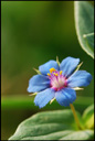 <em>Anagallis foemina</em>, le mouron bleu, est une espèce de plantes de la famille des Primulaceae selon la classification classique, ou de celle des Myrsinaceae selon la classification phylogénétique.<br />    L'individu photographié présente une petite mutation qui a fait apparaître une sixième pièce dans chaque cycle (sépales, pétales, étamines).    <br />  Il ne faut pas confondre cette espèce avec la forme aux fleurs bleues du mouron rouge (<em>Anagallis arvensis</em>) :<ul>  <li> <em>A. arvensis</em> est habituellement rouge. Les deux faces des feuilles ont des ponctuations glanduleuses. Les pédicelles sont plus grands que la feuille axillante. Poils des étamines courts (0,5 mm). Nombreux poils glanduleux sur le bord des pétales.</li>  <li> <em>A. foemina</em> est bleu. Feuilles glabres ou presque. Pédicelles plus courts que la feuille axillante. Poils des étamines longs (1 mm). Bord des pétales peu poilu.</li></ul> [23878 views]