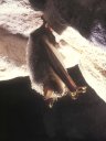 <i>Myotis myotis</i> - Assez grosse Chauve-souris, plutôt commune. Le pelage est bicolore, clair sur le ventre, foncé sur le dos. Au repos, la tête en bas, les ailes sont bien repliées sur elle-même (différent du Rhinolophe). A noter les gouttes de rosée qui se sont déposées sur son pelage et qui sont dûes à sa situation près de l'entrée de   la grotte. [9563 views]