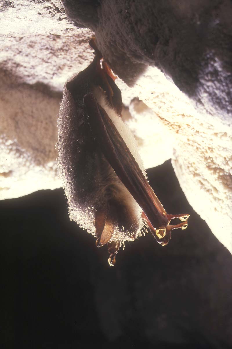 <i>Myotis myotis</i> - Assez grosse Chauve-souris, plutôt commune. Le pelage est bicolore, clair sur le ventre, foncé sur le dos. Au repos, la tête en bas, les ailes sont bien repliées sur elle-même (différent du Rhinolophe). A noter les gouttes de rosée qui se sont déposées sur son pelage et qui sont dûes à sa situation près de l'entrée de   la grotte.