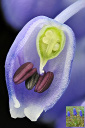 Muscari : plante monocotylédone faisant partie des Liliacées. C'est une plante vivace (bulbe) qui fleurit au printemps. Elle présente une inflorescence en grappe très serrée de petites clochettes. La vue présente une coupe quasi sagittale d'une de ces clochettes. La corolle est constituée de pétales soudés. Les étamines (normalement au nombre de six) sont attachées à la corolle. On peut remarquer que sur l'anthère la plus mûre, il y a une ouverture qui laisse entrevoir des grains de pollen (blancs). Au centre, le pistil avec l'ovaire composé de trois carpelles soudés. Ces derniers comportent plusieurs ovules.
 [27877 views]