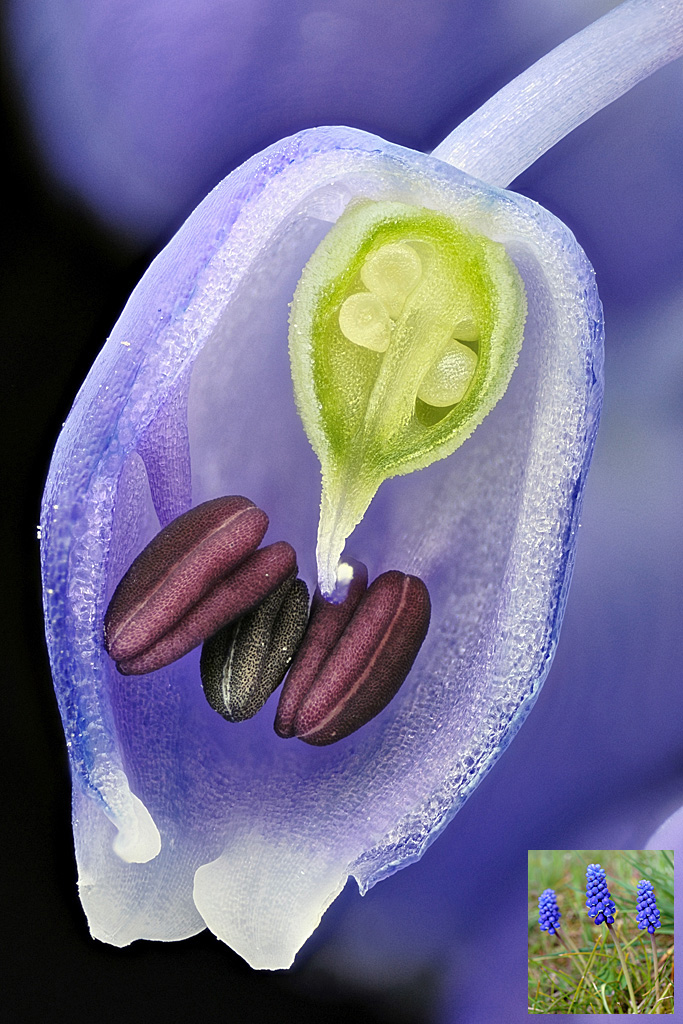 Muscari : plante monocotylédone faisant partie des Liliacées. C'est une plante vivace (bulbe) qui fleurit au printemps. Elle présente une inflorescence en grappe très serrée de petites clochettes. La vue présente une coupe quasi sagittale d'une de ces clochettes. La corolle est constituée de pétales soudés. Les étamines (normalement au nombre de six) sont attachées à la corolle. On peut remarquer que sur l'anthère la plus mûre, il y a une ouverture qui laisse entrevoir des grains de pollen (blancs). Au centre, le pistil avec l'ovaire composé de trois carpelles soudés. Ces derniers comportent plusieurs ovules.
