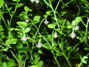 Fleurs de myrtille (<i>Vaccinum myrtillus </i>; Ericacées). La photo a été faite à proximité des crêtes vosgiennes à une altitude de 1000 mètres. [27027 views]