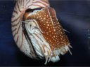 Nautile (<em>Nautilus Pompilius</em>). Céphalopode marin de l'océan indien et du pacifique. [34022 views]