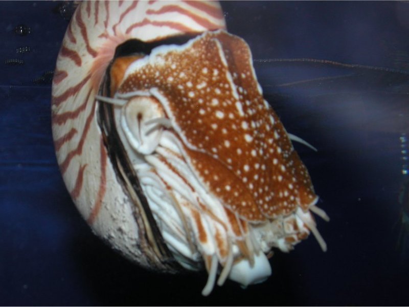Nautile (<em>Nautilus Pompilius</em>). Céphalopode marin de l'océan indien et du pacifique.