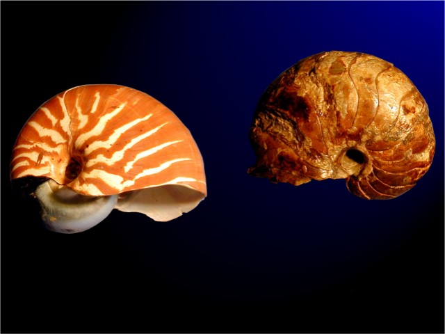 A gauche : Nautile actuel, Nouvelle Calédonie. A droite : Nautile fossile, Toarcien, -180 Ma.