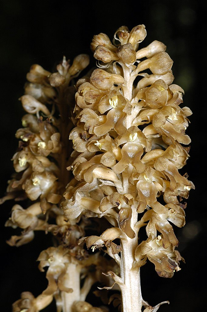 Néotie Nid d'oiseau : <em>Neottia nidus-avis</em> (Orchidées) est une curieuse fleur assez courante, dépourvue de chlorophylle et dont la couleur marron doré rappelle celle de certains champignons.  Son nom provient de la forme du réseau de ses racines qui évoque un nid d'oiseau. Ses petites feuilles forment une gaine autour de la tige épaisse.  Son allure particulière ne permet de la confondre avec aucune autre Orchidée. Tout au plus une ressemblance avec certaines Orobanches mais qui ne résiste pas à une observation plus approfondie.  On la trouve souvent dans les sous-bois à Hêtre. Sa floraison s'étale de mai à juillet.