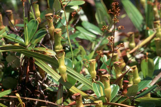 <em>Nepenthes pervillei</em>, plante carnivore endémique de l'île de Mahé (Seychelles). On peut observer les urnes, jouant le rôle de piège et l'inflorescence florale.