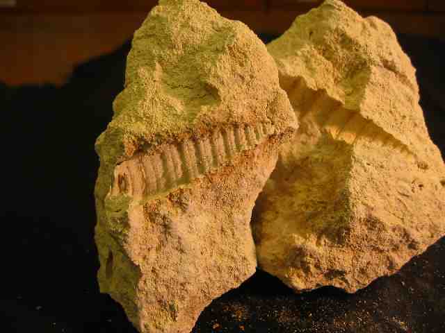 Moules externes de coquilles de nérinées fossilisées dans du calcaire. Faciès (= Argovien) de l'Oxfordien supérieur (Jurassique supérieur - ère  secondaire) caractérisés par le développement de milieux récifaux et  périrécifaux.