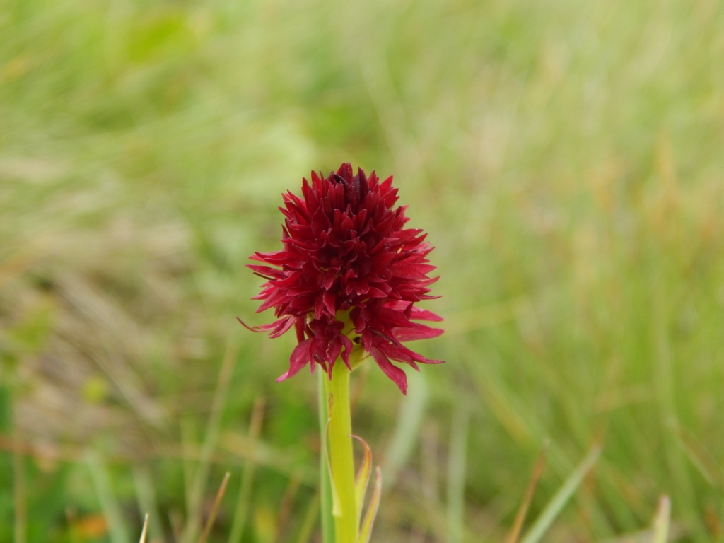 Nigritelle, <em>Gymnadenia rhellicani</em>. On trouve cette Orchidée à partir de 1500m d'altitude.