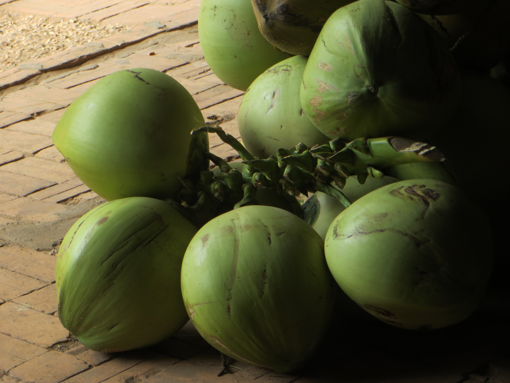Les noix de coco sont les fruits du cocotier (<em>Cocos nucifera</em>). Ce sont des drupes, c'est à dire des fruits à noyau. A l'intérieur du noyau (la coque), on trouve une fine pellicule d'un brun rougeâtre, le tégument séminal, qui forme un lien entre la coque et un albumen blanc, brillant, de 10 à 15 mm d'épaisseur. L'albumen est communément désigné sous le terme d'amande. Inséré sous l'un des trois pores germinatifs, se trouve un embryon d'environ 5 mm de long. Un liquide opalescent et sucré occupe jusqu'aux trois quarts de la cavité interne. On l'appelle communément « eau de coco », le terme « lait de coco » étant de préférence réservé à un liquide blanchâtre extrait de l'amande râpée et pressée. L'albumen séché est appelé coprah.