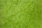 Cyanobactérie du genre <em>Nostoc</em>, communément appelée <a href='https://phototheque.enseigne.ac-lyon.fr/photossql/photos.php?RollID=images&FrameID=nostoc'>Crachat de Lune</a>. [25042 views]