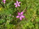 œillet à bouquet (<em> Dianthus armeria</em> L.).

 [22602 views]