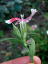 Oeillets des poètes (<i>Dianthus barbatus</i>). Fleur "femelle" sur la coupe de laquelle on voit bien les étamines courtes entourant l'ovaire assez gros surmonté d'un style double avec stigmate "poilu" bien visible. [9182 views]
