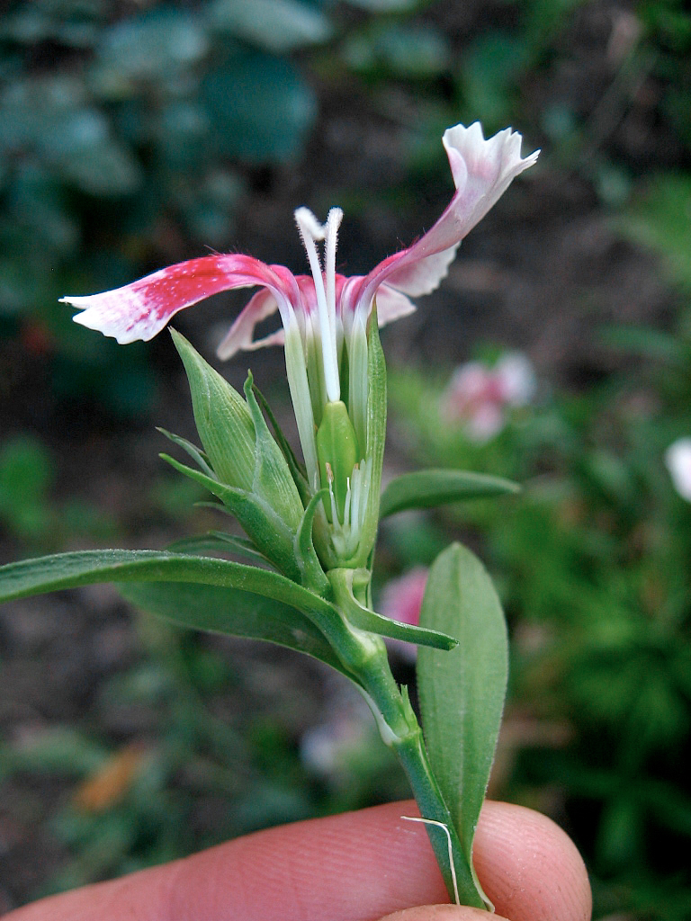 Oeillets des poètes (<i>Dianthus barbatus</i>). Fleur "femelle" sur la coupe de laquelle on voit bien les étamines courtes entourant l'ovaire assez gros surmonté d'un style double avec stigmate "poilu" bien visible.