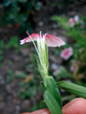 Oeillets des poètes (<i>Dianthus barbatus</i>). Fleur "mâle" sur la coupe de laquelle on voit nettement les étamines très longues dépassant un stye atrophié dépourvu de stigmate. [27642 views]