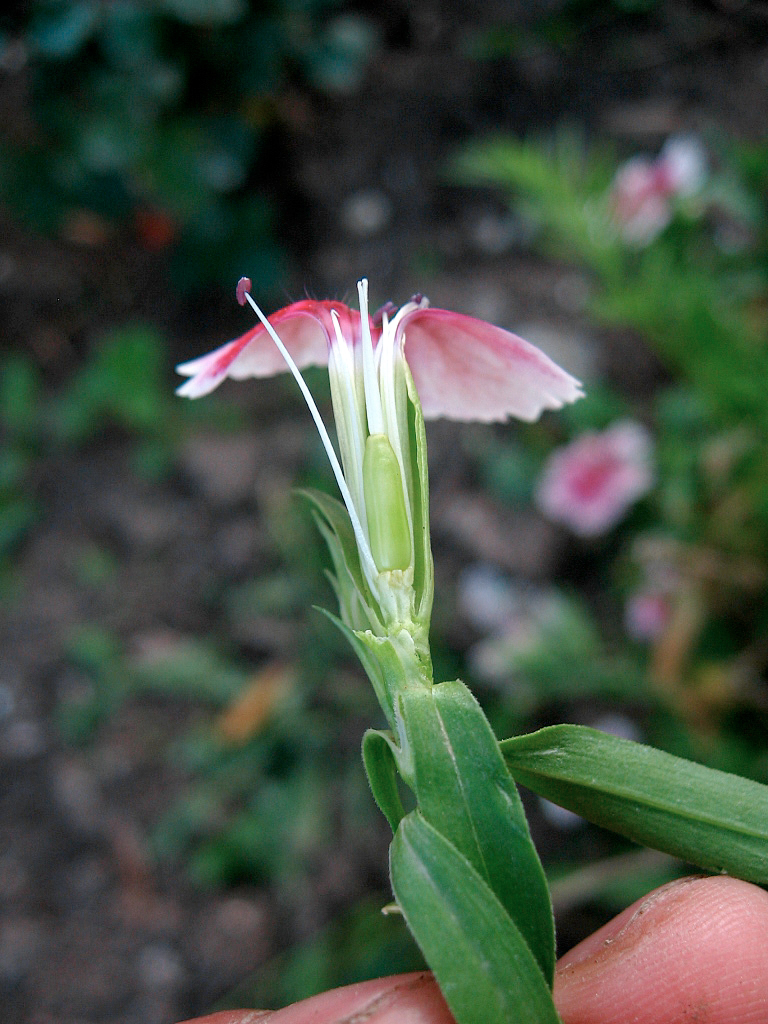 Oeillets des poètes (<i>Dianthus barbatus</i>). Fleur "mâle" sur la coupe de laquelle on voit nettement les étamines très longues dépassant un stye atrophié dépourvu de stigmate.
