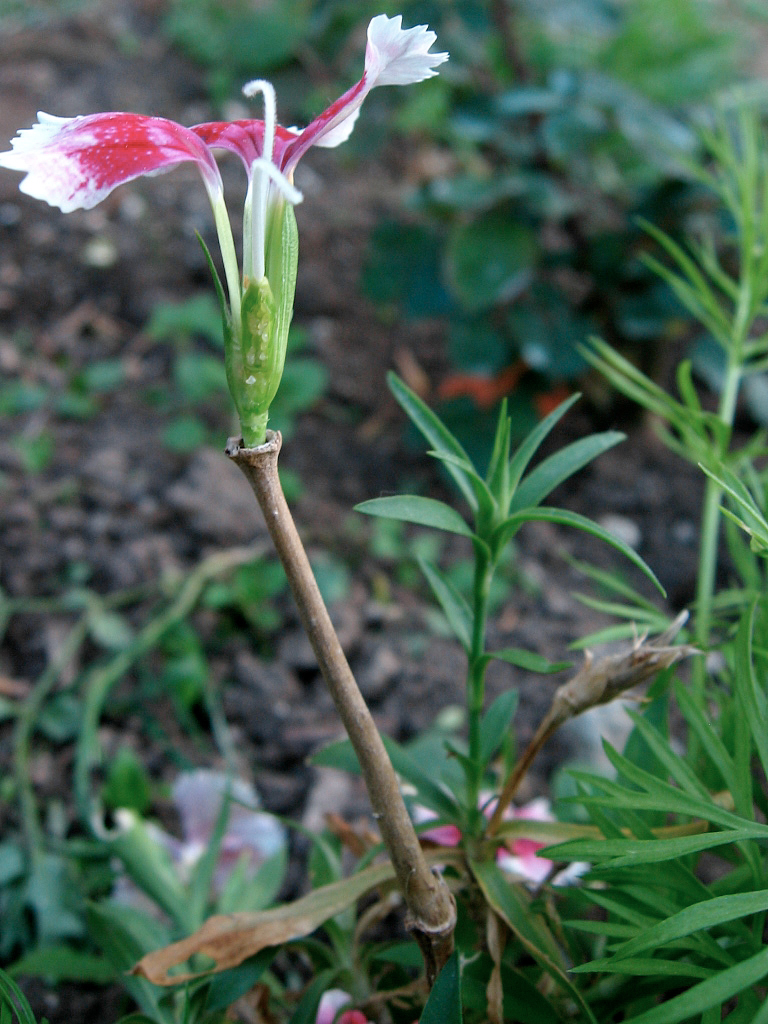 Oeillets des poètes (<i>Dianthus barbatus</i>). L'ovaire a été coupé afin de montrer les ovules nombreux répartis dans les loges autour de l'axe central.