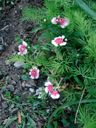Oeillets des poètes (<i>Dianthus barbatus</i>, Famille : Caryophyllacées) [9193 views]
