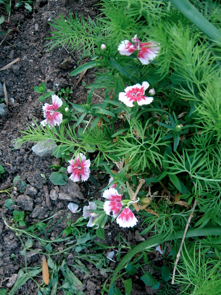 Oeillets des poètes (<i>Dianthus barbatus</i>, Famille : Caryophyllacées)