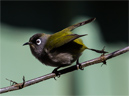 Oiseau-lunettes vert <em>Zosterops olivaceus</em>, espèce endémique de La Réunion. Il est caractérisé, comme l'indique son nom, par un plumage de couleur vert olive, et un cercle de plumes blanches autour de l'œil. Il est forestier et ne se rencontre donc que dans les Hauts de l'île. Il est très mobile, mais peu sociable, agressant tout intrus et en particulier ses congénères ou l'Oiseau-lunettes gris. La reproduction a lieu pendant l'été austral et le nid, en forme de coupe, accueillera 2 à 3 œufs bleu pâle. Principalement nectarivore, il consomme également des fruits et des insectes. Il est relativement commun dans les forêts de l'île. Cette est protégée. La chasse, la capture ou la vente sont totalement interdites et sont considérées comme un délit passible d'une peine de prison et d'une forte amende.
 [22541 views]