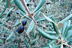 Olivier : <em>Olea europea</em> : Famille Oléacées. Arbre de climat méditerranéen portant ses fruits à l'huile recherchée. [25282 views]