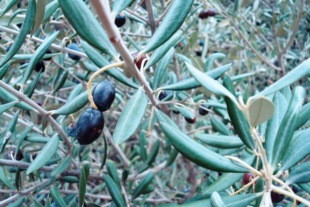 Olivier : <em>Olea europea</em> : Famille Oléacées. Arbre de climat méditerranéen portant ses fruits à l'huile recherchée.