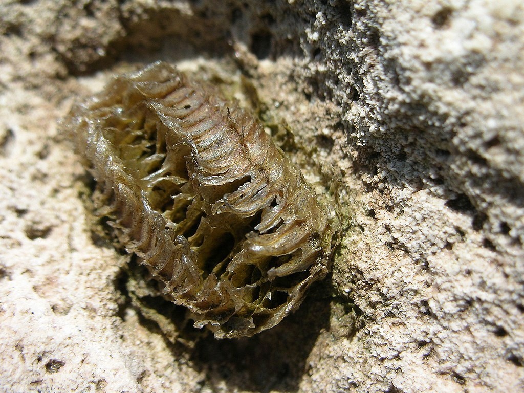 Oothèque de mante religieuse (<em>Mantis religiosa</em>). Cette structure qui contient les oeufs de la mante passe l'hiver. Les jeunes mantes en sortent au printemps.