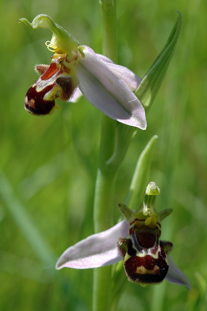 Ophrys abeille : <em>Ophrys apifera</em> (Orchidées) est une orchidée très répandue et assez courante en France. D'assez grande taille, elle porte des fleurs bien colorées en une inflorescence assez lâche. Les sépales souvent rabattus vers l'arrière varient du blanc au rouge, et les pétales sont en général, très courts et foncés. Le labelle est trilobé et les lobes latéraux forment des gibbosités poilues souvent bien développées. L'appendice est dirigé vers l'arrière. La macule bleuâtre entoure le champ basal. Elle est elle-même entourée d'une marge jaune bien visible sur le labelle et formant des dessins de formes variées. Cette espèce présente une forte variabilité avec de nombreuses variétés suivant la région ou la forme du labelle. Sa floraison s'étend d'avril à juillet. Comme pour toutes les Ophrys son labelle et son odeur ont pour but d'attirer des mâles de certains insectes afin de favoriser la pollinisation.