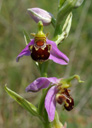 Ophrys abeille (<em>Ophrys apifera</em>). Orchidée assez commune au printemps dans les pelouses calcaires. Proche d'<em>Ophrys fuciflora</em>, elle s'en distingue immédiatement par l'appendice verdâtre du labelle recourbé en dessous (et non en dessus). La couleur des sépales est très variable, du blanc au rose soutenu (comme ici). [23555 views]