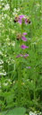 Ophrys abeille : <em>Ophrys apifera</em> (Orchidées) est une orchidée très répandue et assez courante en France. D'assez grande taille, elle porte des fleurs bien colorées en une inflorescence assez lâche. Les sépales souvent rabattus vers l'arrière varient du blanc au rouge, et les pétales sont en général, très courts et foncés. Le labelle est trilobé et les lobes latéraux forment des gibbosités poilues souvent bien développées. L'appendice est dirigé vers l'arrière. La macule bleuâtre entoure le champ basal. Elle est elle-même entourée d'une marge jaune bien visible sur le labelle et formant des dessins de formes variées. Cette espèce présente une forte variabilité avec de nombreuses variétés suivant la région ou la forme du labelle. Sa floraison s'étend d'avril à juillet. Comme pour toutes les Ophrys son labelle et son odeur ont pour but d'attirer des mâles de certains insectes afin de favoriser la pollinisation. [22853 views]
