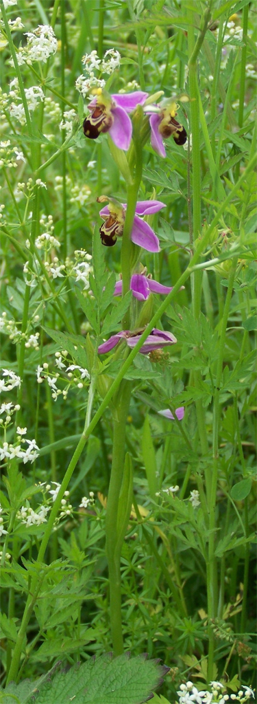 Ophrys abeille : <em>Ophrys apifera</em> (Orchidées) est une orchidée très répandue et assez courante en France. D'assez grande taille, elle porte des fleurs bien colorées en une inflorescence assez lâche. Les sépales souvent rabattus vers l'arrière varient du blanc au rouge, et les pétales sont en général, très courts et foncés. Le labelle est trilobé et les lobes latéraux forment des gibbosités poilues souvent bien développées. L'appendice est dirigé vers l'arrière. La macule bleuâtre entoure le champ basal. Elle est elle-même entourée d'une marge jaune bien visible sur le labelle et formant des dessins de formes variées. Cette espèce présente une forte variabilité avec de nombreuses variétés suivant la région ou la forme du labelle. Sa floraison s'étend d'avril à juillet. Comme pour toutes les Ophrys son labelle et son odeur ont pour but d'attirer des mâles de certains insectes afin de favoriser la pollinisation.
