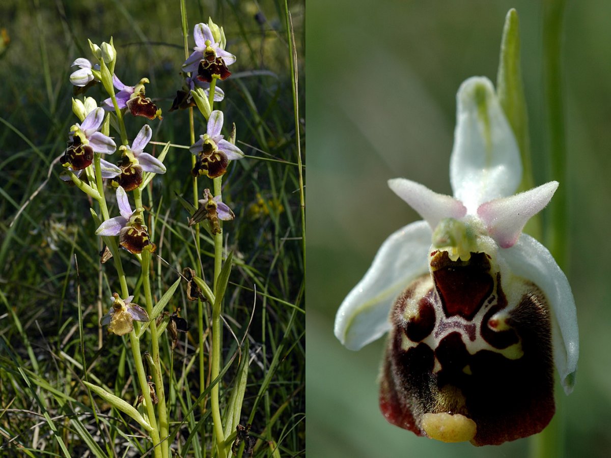 Ophrys bourdon : <em>Ophrys fuciflora</em> (Orchidées) est assez répandu et assez commun dans la partie septentrionale de la France jusqu'en Isère au sud. D'une taille souvent assez élevée, il possède de grandes fleurs avec un labelle entier caractéristique de forme trapézoïdale dont les bords sont relevés et portant une macule jaune de forme sinueuse. L'appendice est bien développé et se loge dans une échancrure du labelle. La floraison s'étale d'avril à juin. Comme pour toutes les Ophrys son labelle et son odeur ont pour but d'attirer des mâles de certains Insectes afin de favoriser la pollinisation.