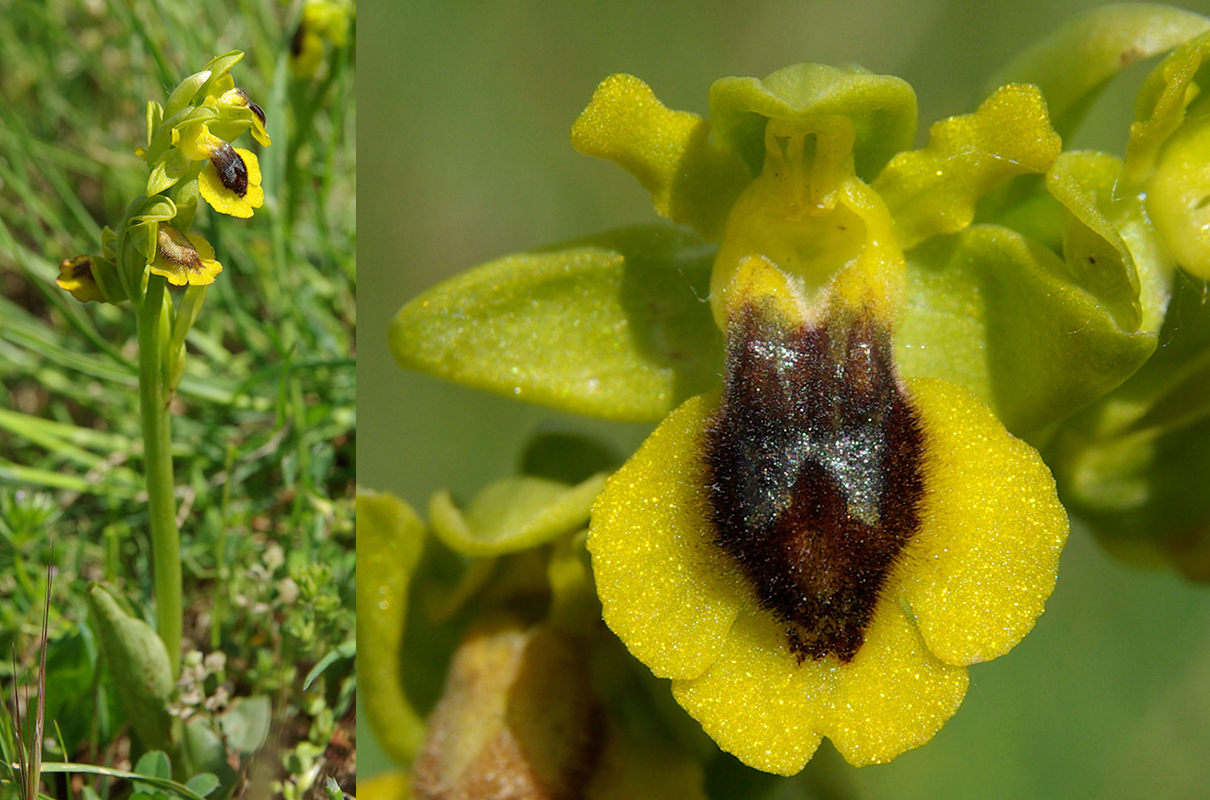 Ophrys jaune (<em>Ophrys lutea</em>). Orchidée facilement reconnaissable à son labelle brun velouté bordé de jaune. Plutôt méditerranéenne, elle « montait » autrefois jusque dans la région lyonnaise, d'où elle a disparu suite à des cueillettes abusives.