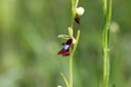 Ophrys mouche (<em>Ophrys insectifera</em>).


 [25276 views]