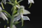 La platanthère à deux feuilles, (<em>Platanthera bifolia< /em>), encore appelée Orchis à deux feuilles, est une orchidée terrestre européenne.
 [25316 views]