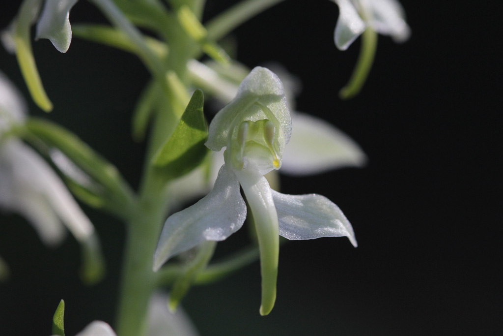 La platanthère à deux feuilles, (<em>Platanthera bifolia< /em>), encore appelée Orchis à deux feuilles, est une orchidée terrestre européenne.
