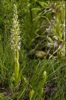 Orchis bouc : <em>Himantoglossum hircinum</em> (Orchidées) est une très haute orchidée pouvant atteindre une taille de 1 m et dont la forte odeur de bouc ne permet de la confondre avec aucune autre fleur. Les feuilles sont larges et les fleurs comportent un labelle trilobé dont le lobe central torsadé est extrêmement long. Celui-ci se déroule en spirale lors de l'épanouissement de la fleur.  Cette plante est assez répandue en France et fleurit de mai à juillet en général en pleine lumière. [24723 views]