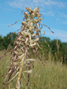 Orchis bouc, <em>Himantoglossum hircinum</em>. [26324 views]