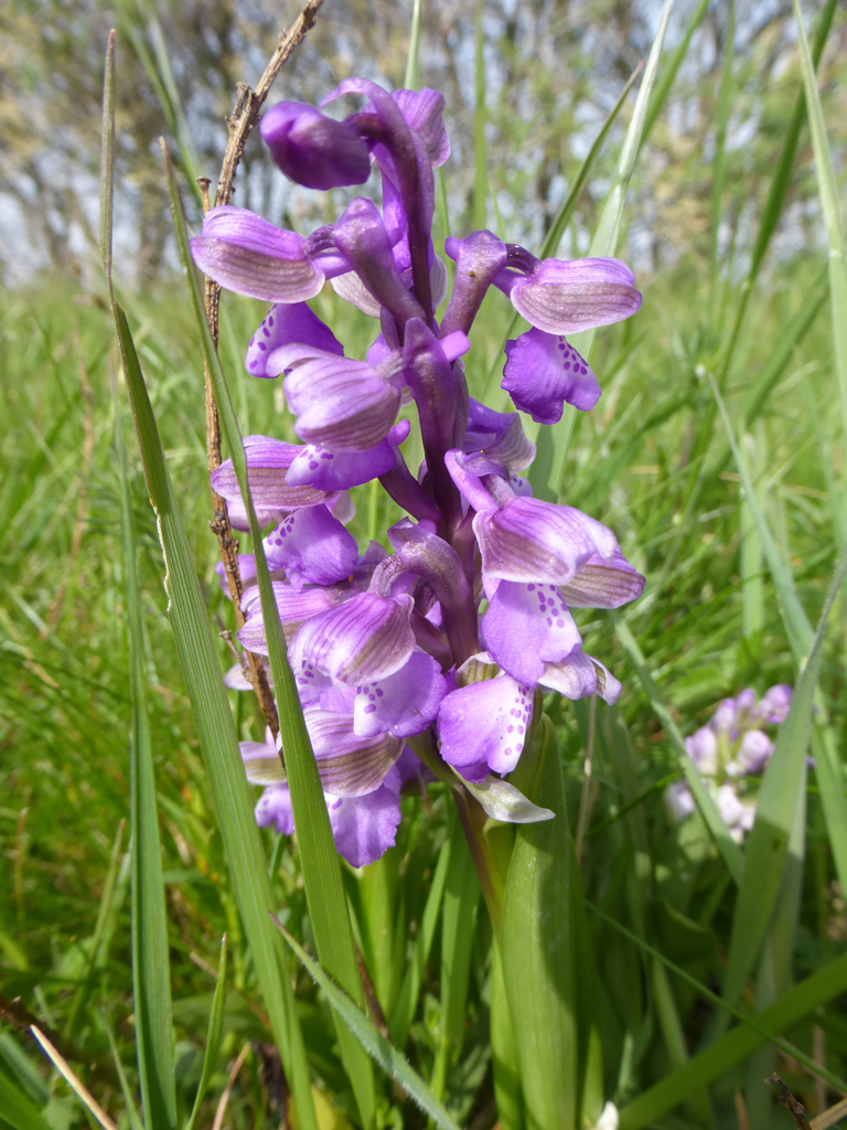Orchis bouffon (<em>Anacamptis morio</em>), une orchidée robuste (10-30 cm) commune dans les pelouses et les pâturages, et de floraison précoce (dès avril).
