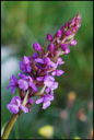 Orchidées, <em>Gymnadenia conopsea</em>, Orchis moucheron. [8195 views]