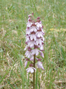 Orchis pourpre, <em>Orchis purpurea</em>. [26714 views]