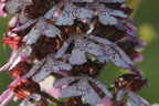 Orchis pourpre, <em>Orchis purpurea</em>. [6572 views]