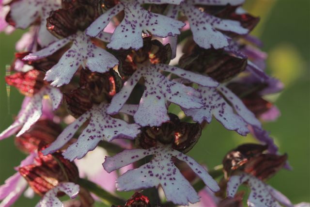 Orchis pourpre, <em>Orchis purpurea</em>.