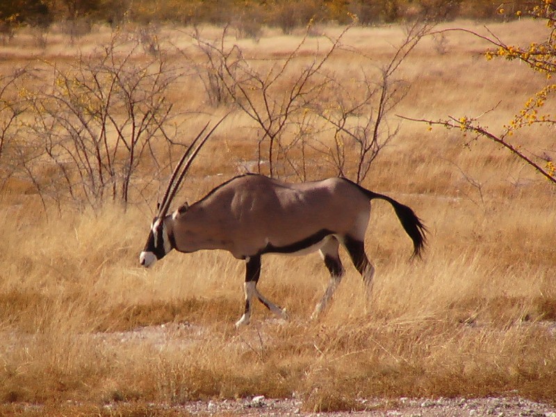 Oryx (Mammifères, Artiodactyles, Bovidés, <em>Oryx gazella</em>).