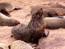 Otarie à fourrure du Cap (Mammifères, Pinnipèdes, Otaridés, <em>Arctocephalus pusillus</em>). On en trouve de grandes colonies sur la côte Atlantique de la Namibie à une latitude tropicale à cause du courant de Benguela qui apporte des eaux froides de l'Antarctique. [29481 views]