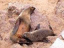 Otarie à fourrure du Cap. Femelle allaitante. [7209 views]