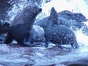 Otaries à fourrure du Cap. Mâle et femelle. [29476 views]
