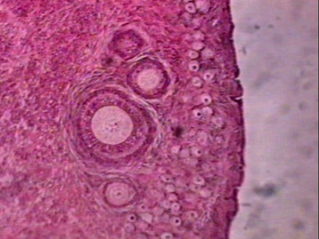Follicules ovariens, ovaire de lapine (ovocyte, ovule).