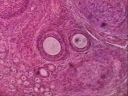 Follicules ovariens, ovaire de lapine (ovocyte, ovule). [18493 views]